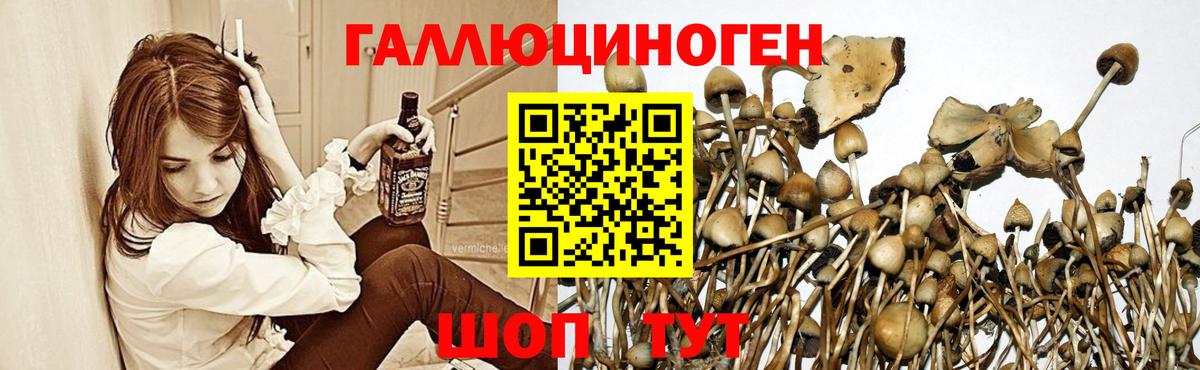 хочу   Галлюциногенные грибы мицелий  Псилоцибиновые грибы прущие грибы  Вход с VPN  Краснодар 