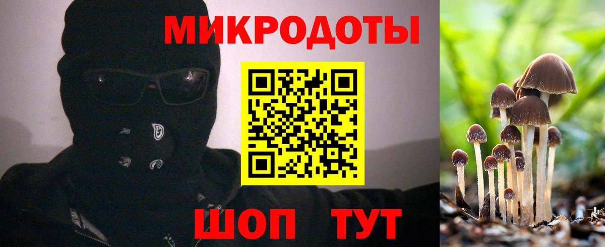 Галлюциногенные грибы Psilocybe Краснодар